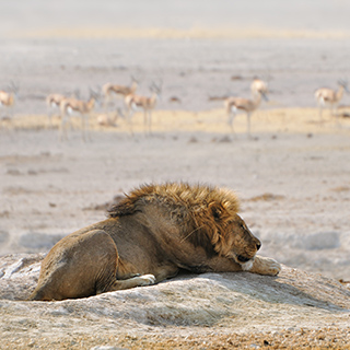 Etosha - Nebrownii - Lion with springboks